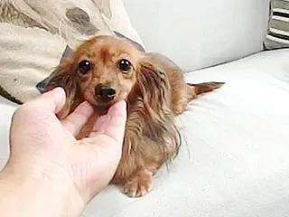 カニンヘンダックス動画：ミモザの娘トトち…