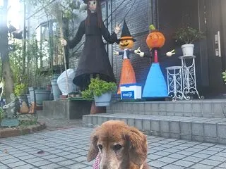 ハロウィーン