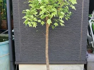 トウカエデ 花散里 メイプルレインボー …