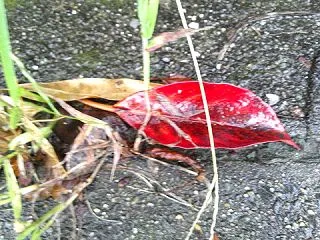 雷が光ると数え始める