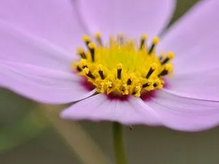 神無月 10月14日の誕生日の花と花言葉