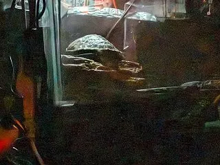 夜行性になったニホンイシガメ