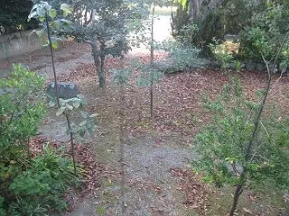 落ち葉