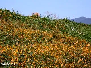 キバナコスモスとお花たち