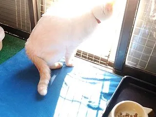 疑惑のフード