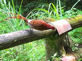 欄干から飛び降り～コシジロヤマドリ Co…