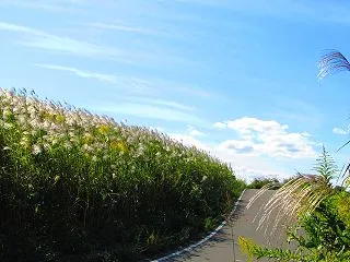 【みどりの里まつり・亀岡】保津河川敷のス…