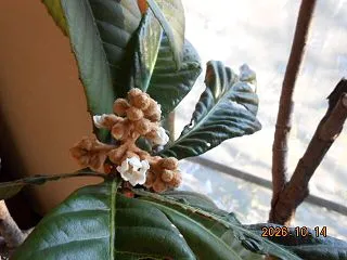 ビワの開花