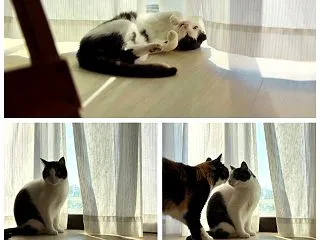 朝の猫たち