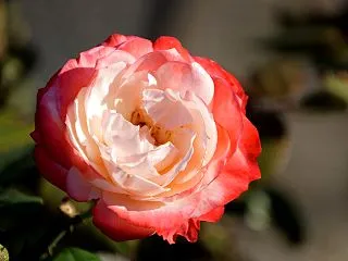 薔薇を撮ってきました。その２