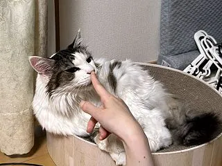 つい