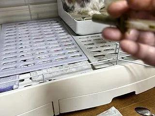 牧草をまったく食べないうさぎの記録。