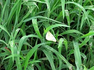 モンキチョウ？
