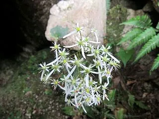 ちょこっと山歩き・見頃だった神爾谷のダイ…