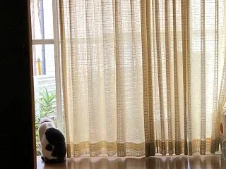 【猫に学ぶ】現状を迎合・今に感謝して取り…