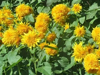 花盛りの秋の馬見丘陵公園 ②