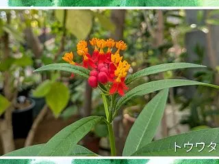 薬用植物園の帰りにパンパティのパン🍞