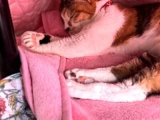 水曜日