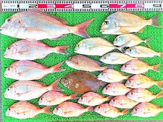 2026年10月14日 釣果