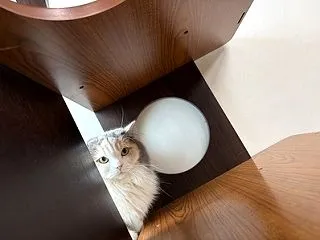 近況
