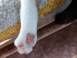 子猫を見てると日が暮れる&スワン…