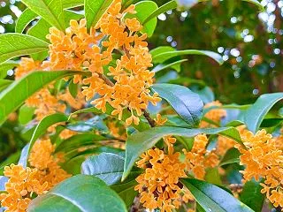 金木犀（きんもくせい）の香り