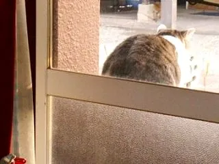 猫に小判を与えたら。 埋蔵金：弐千八両 …