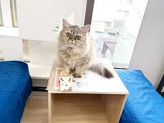 里親さんを待ってる猫たち(10/14)