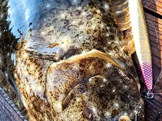 12日 ヒラメジギング釣果報告