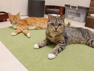 後ろ足が心配な猫の為に環境改善！滑り止め…
