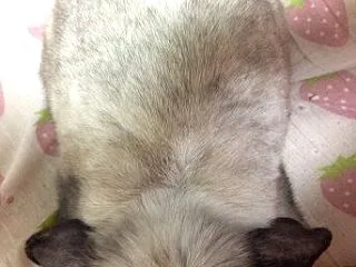 ここあWBアルバムから