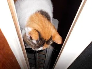 猫に小判を与えたら。 埋蔵金：弐千九両 …