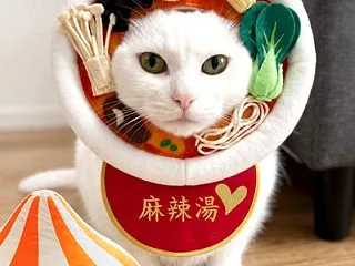 麻辣湯ねこ
