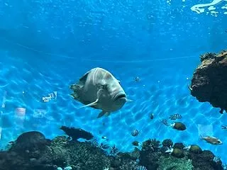 いおワールド鹿児島水族館３１