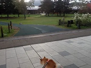 小雨の朝散歩