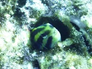 ドラマ版の