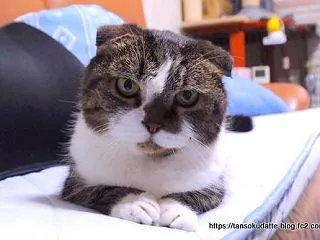 一番かわいい猫は誰？