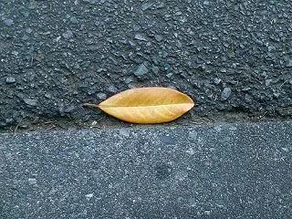 落ち葉