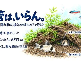 コリドラスに隠れ家はいらない？1匹の時は…