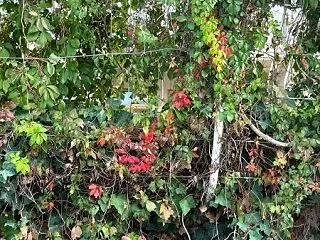 ちいさな秋