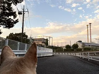 【ハナ＊うちに来て5年249日目】夕方散…