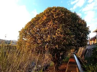 夕日浴び 太閤好みか 金木犀（ゆうひあび…