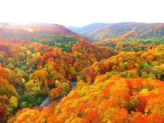ライブカメラで紅葉確認♪【青森旅の素】