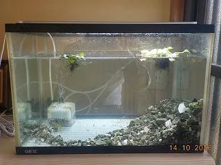メダカの水替え ニンニクを追加で植え付け…