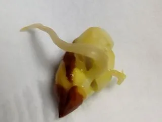 雑ガー 梅の種まき⑧ 大暴れ！ごめんね〜