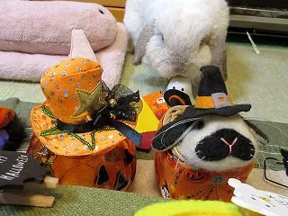 ハロウィン出したよ