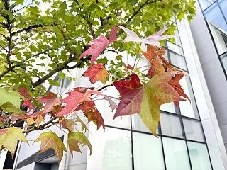 カエデの紅葉一番乗りは・・・