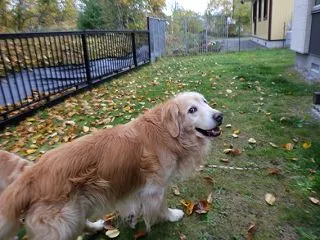 ランの落ち葉が凄い🍂