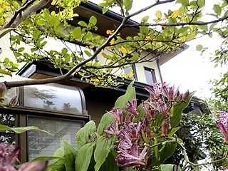 2026 夏椿(沙羅の樹)の紅葉と不如帰…