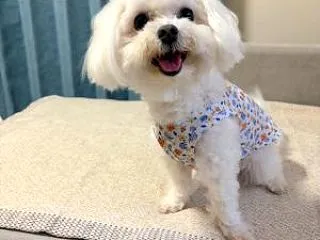 5代目の保護犬さん
